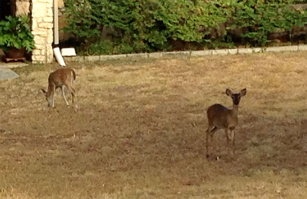 Deer can often be seen in the large yards during the early morning.